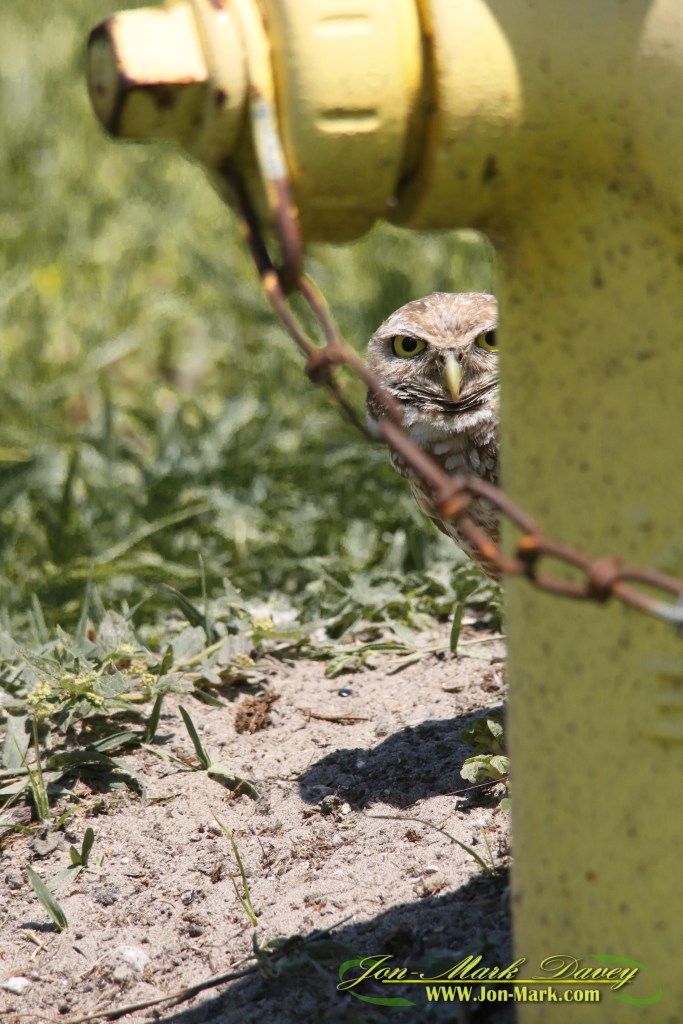 Watching from behind a fireplug