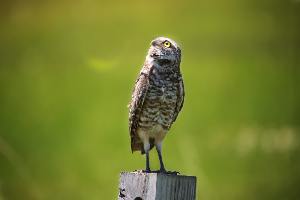 Watching for predators. 