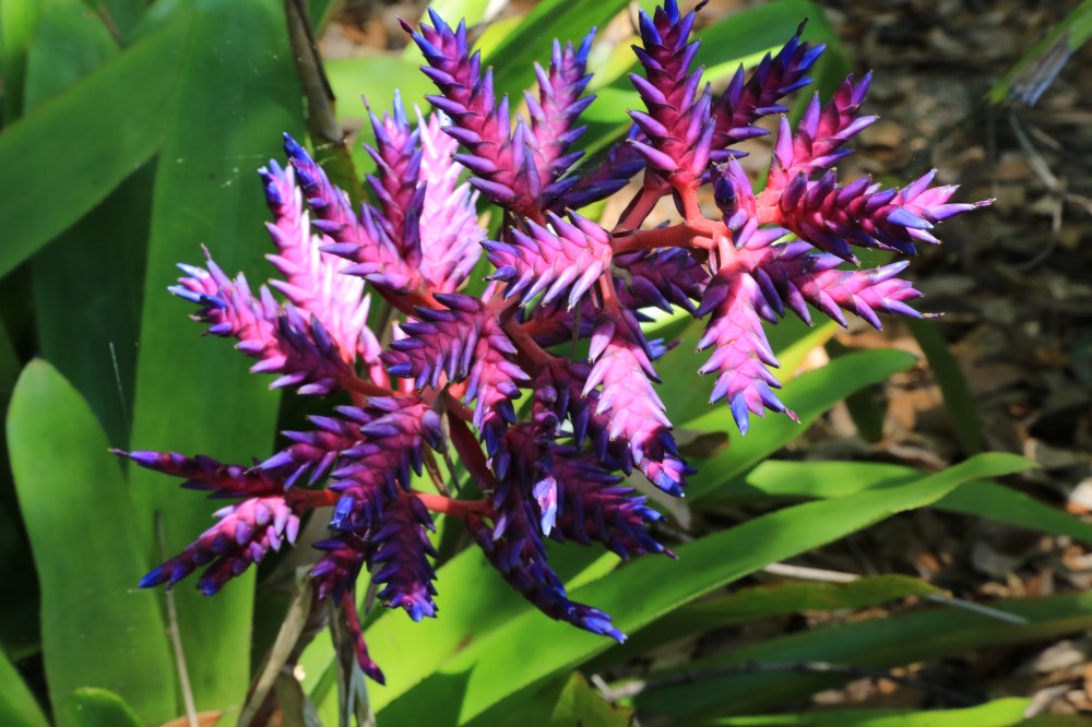 Fairchild Gardens Various