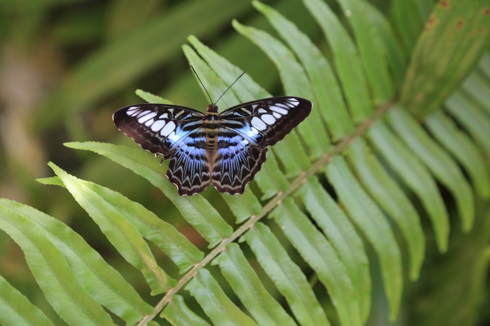 Fairchild Gardens Various