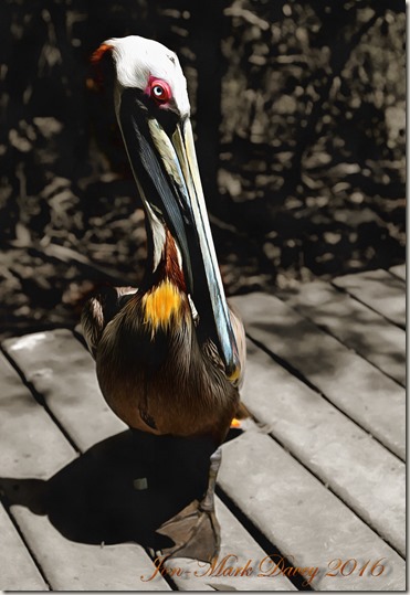 The Pelican - Key Largo