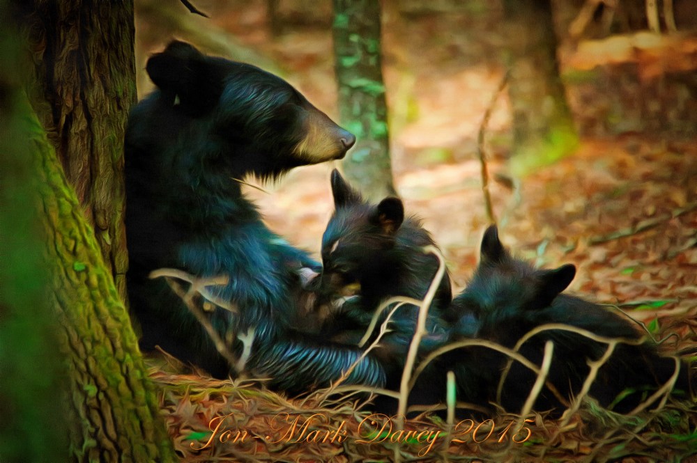 Momma and her cubs This image was taken by Jon-Mark, processed using ACDsee, Mediachance DAP with Photo Reactor and-or Real Draw.