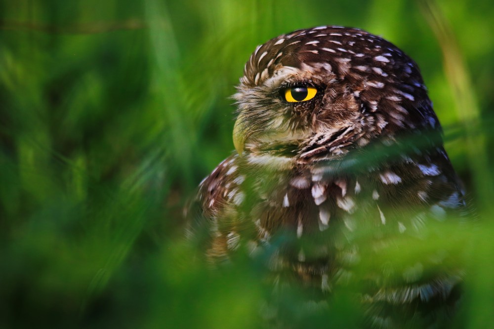 Day-6B_Relaxing_Hooter